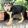 Irma Bezauberndes Hundemädchen sucht ihr Zuhause!