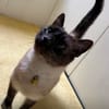 Yoki eine Bilderbuchkatze in Bayern