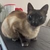 Yoki eine Bilderbuchkatze in Bayern