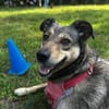 Mokka ist ein verschmuster Seelenhund!