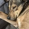 Mokka ist ein verschmuster Seelenhund!