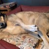 Mokka ist ein verschmuster Seelenhund!