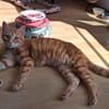 Sines -liebevolles Kitten