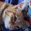 Sines -liebevolles Kitten