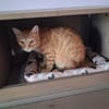 Sines -liebevolles Kitten