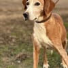 Mama Marta 6-7 Jahre sucht ihr Körbchen