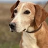 Mama Marta 6-7 Jahre sucht ihr Körbchen