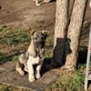 Pavel, kleiner Hundemann auf Suche