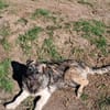 Pavel, kleiner Hundemann auf Suche