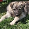 Pavel, kleiner Hundemann auf Suche