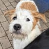 Junghündin Shaba sucht Familie