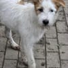 Junghündin Shaba sucht Familie