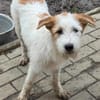 Junghündin Shaba sucht Familie