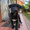 Velma, süßer Welpe sucht neues Zuhause