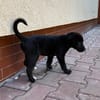 Velma, süßer Welpe sucht neues Zuhause