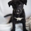 Velma, süßer Welpe sucht neues Zuhause