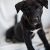 Velma, süßer Welpe sucht neues Zuhause