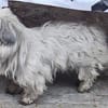 Luna kleine Hündin sucht großes Glück