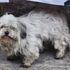 Luna kleine Hündin sucht großes Glück