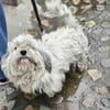 Luna kleine Hündin sucht großes Glück