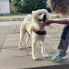 Samojedenrüde Malvin