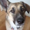 Bruno, der Trickkünstler