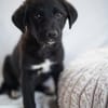 Daphne, freundlicher Welpe sucht neues Zuhause