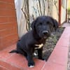 Daphne, freundlicher Welpe sucht neues Zuhause