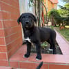 Daphne, freundlicher Welpe sucht neues Zuhause