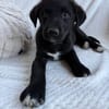 Daphne, freundlicher Welpe sucht neues Zuhause