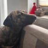 Arnie, nun Archie sucht neues Zuhause