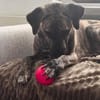 Arnie, nun Archie sucht neues Zuhause