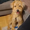 Elliot sucht Zuhause