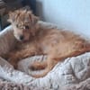 Elliot sucht Zuhause