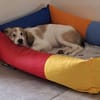 Elfie Mix Hündin 4 Monate alt in 41751
