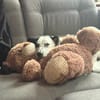 Nala W 8Monate sucht treue Begleitung