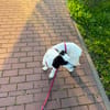 Nala W 8Monate sucht treue Begleitung