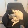 Nala W 8Monate sucht treue Begleitung