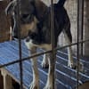 Kaji - Hat viel Glück gehabt  🐕