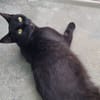 BITSI