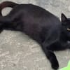 BITSI