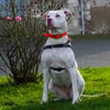 PERDITA