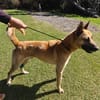 FANJAN malinois
