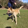 FANJAN malinois