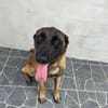 HYROX MALINOIS