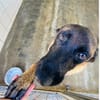 HYROX MALINOIS