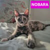 NOBARA ADOPTABLE AVEC UN CHAT DÉJÀ PRÉSENT CHEZ VOUS