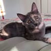 NOBARA ADOPTABLE AVEC UN CHAT DÉJÀ PRÉSENT CHEZ VOUS