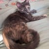 NOBARA ADOPTABLE AVEC UN CHAT DÉJÀ PRÉSENT CHEZ VOUS