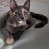 NOBARA ADOPTABLE AVEC UN CHAT DÉJÀ PRÉSENT CHEZ VOUS